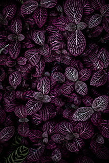 púrpura, hojeado, campo de plantas, planta de hojas moradas, planta, textura, modelo, hoja, naturaleza, bosque, vena, natural, floral, jardín, parque zoológico de lincoln, zoo, chicago, árbol, papel pintado, fotograma completo, antecedentes, nadie, rojo, adentro, abundancia, de cerca, vista de alto ángulo, gran grupo de objetos, alimentación saludable, directamente arriba, texturizado, naturaleza muerta, bienestar, comida, comida y bebida, textil, celebracion, patrón floral, 5K, CC0, dominio público, libre de derechos