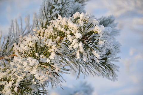 plante cu frunze verzi, pin, copac, natură, pădure, conifer, ace, verde, ramură, Brad de Crăciun, Crăciun, îngheţ, fulgi de zapada, Leann, zăpadă, cristale, gheaţă, îngheţat, plantă, temperatura rece, iarnă, să se concentreze asupra primelor elemente, frumusețe în natură, culoare alba, nici o persoana, a închide, zi, floare, în aer liber, Brad, planta cu flori, animal, selectiv, 4K, CC0, domeniu public, fără drepturi de autor