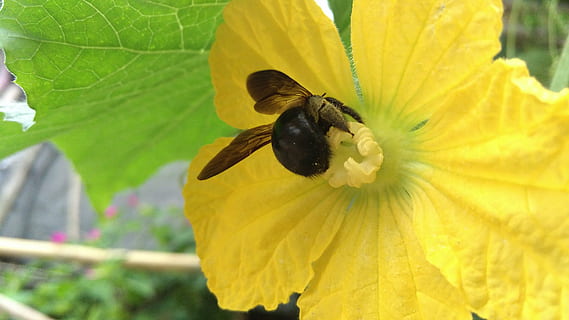 ผึ้ง, แมโคร, ดอกไม้, bumblebee, แมลง, สวน, ไม้ดอก, สัตว์, สัตว์ที่ไม่มีกระดูกสันหลัง, ธีมสัตว์, สัตว์ป่า, สัตว์ในป่า, กลีบดอกไม้, ความงามในธรรมชาติ, สัตว์หนึ่งตัว, ปลูก, ความสด, ความบอบบาง, หัวดอกไม้, การเจริญเติบโต, ความอ่อนแอ, ใกล้ชิด, ธรรมชาติ, สีเหลือง, การผสมเกสรดอกไม้, เรณู, ไม่มีคน, กลางแจ้ง, ฤดูใบไม้ผลิ, 5K, CC0, โดเมนสาธารณะ, ค่าลิขสิทธิ์ฟรี