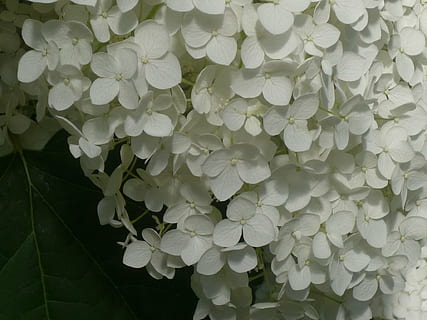hydrangeas, romantik, yaz, doğa, bitki, Yaprak, arka, çiçek, tazelik, çiçekli bitki, doğada güzellik, Güvenlik açığı, kırılganlık, taçyaprağı, kapatmak, büyüme, çiçeklenme, çiçek kafa, insansız, bitki bölümü, gün, bütün çerçeve, ortanca, açık havada, bahar, Çiçek demeti, leylak, 1080P, CC0, kamu malı, telif ücretsiz