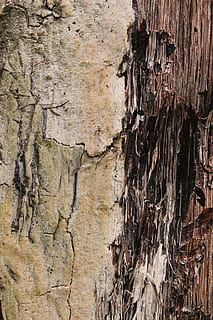 textura, fusta, resistent, estructura, llum, ombra, arbre, naturalesa, material de fusta, fons, tronc de l'arbre, escorça, patró, marró, bosc, primer pla, material, aspre, espatllat, cap gent, dia, marc complet, vell, estructura construïda, declivi, arquitectura, mal estat, funció de construcció de parets, aixafar, deteriorament, a l'aire lliure, abandonat, arruïnat, 1080P, CC0, domini públic, lliure de regalies