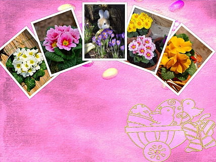 Ostern, Collage, Hintergrund, Symbol, Blumen, Pflanze, Primeln, Frühling, Frühlingsblumen, Primel, Farbe, blühen, schließen, Gelb, violett, wunderschönen, Farbtupfer, Frühlingserwachen, bunt, Primula vulgaris, Rose, pinke Farbe, Kulturen, Blume, lila, mehrfarbig, keine Leute, blühende Pflanze, High Angle View, Kunst und Handwerk, Kreativität, Frische, Natur, drinnen, Schönheit in der Natur, Darstellung, Tabelle, Kunst, Stillleben, Dekoration, Tier, direkt darüber, Blütenkopf, 1080P, CC0, gemeinfrei, lizenzfrei