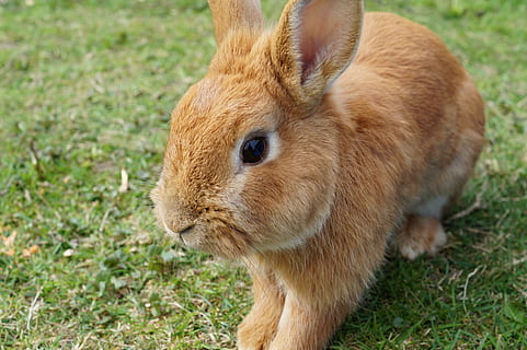 brown, rabbit, sitting, green, grass, hare, bunny, easter, cute, nager, easter bunny, one animal, animals in the wild, animal themes, mammal, field, animal wildlife, outdoors, day, animal, rabbit - animal, no people, nature, vertebrate, plant, close-up, land, domestic animals, focus on foreground, pets, herbivorous, animal head, whisker, 5K, CC0, public domain, royalty free