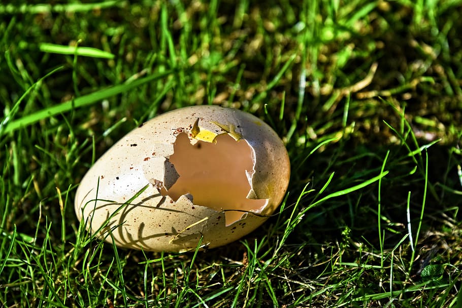 sığ, odak fotoğrafçılık, yumurta kabuğu, Yumurta, kuş yumurtası, kabuk, Boş kabuk, yumurtadan çıkma, yavru, yuva, yeni hayat, bahar, Gıda, insansız, doğa, kırık, kapatmak, yiyecek ve içecek, çimen, bitki, kırılganlık, Güvenlik açığı, hayvan yumurtası, arazi, büyüme, tek nesne, ön plana odaklanmak, gün, alan, açık havada, fol, zehirli mantar, 5K