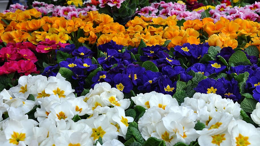 porpra, blanc, groc, vermell, flors, primula, primavera, flor de primavera, monstre, planta amb flors, flor, frescor, vulnerabilitat, fragilitat, bellesa a la natura, planta, pètal, inflorescència, creixement, cap de flor, abundància, primer pla, multicolor, cap gent, naturalesa, fons, marc complet, vista d’angle alt, a l'aire lliure, llit de flors, 4K