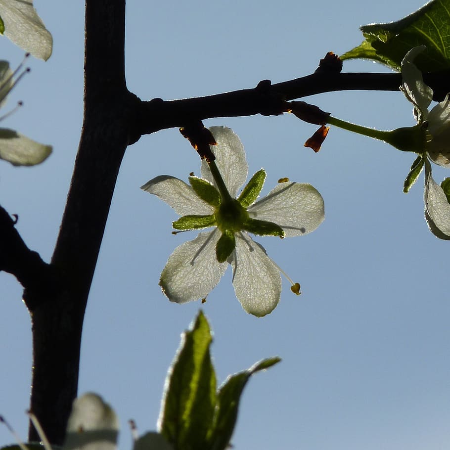 Kirsche, blühen, Frühling, Kirschblüte, Baum, Makro, Weiß, weiße Blüte, Ast, Natur, Gegenlicht, durchscheinen, Himmel, Blau, Pflanze, Blume, Wachstum, blühende Pflanze, Schönheit in der Natur, Zerbrechlichkeit, Verletzlichkeit, Frische, Nahansicht, klarer Himmel, keine Leute, Blütenblatt, Fokus auf den Vordergrund, Pflanzenteil, Flachwinkelansicht, Blütenkopf, draußen, 1080P