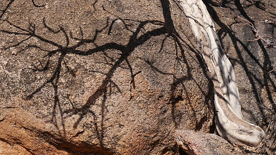 botswana, arbre, rock, ombra, naturalesa, cap gent, dia, marc complet, terra, textura, fons, sòlid, a l'aire lliure, rock - object, clima àrid, primer pla, geologia, llum solar, planta, formació de roca, patró, clima, erosionat, 4K, CC0, domini públic, lliure de regalies