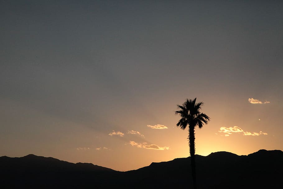 Nevada, Silhouette, Palmenpflanze, golden, Stunde, Baum, Sonne, Wolkengebilde, Rock, Himmel, Palme, Sonnenuntergang, Schönheit in der Natur, Szenen - Natur, tropisches Klima, Berg, Natur, Pflanze, Ruhe, ruhige Szene, kopieren sie platz, idyllisch, keine Leute, Landschaft, draußen, Reiseziele, hinterleuchtet, Kokospalme, 5K