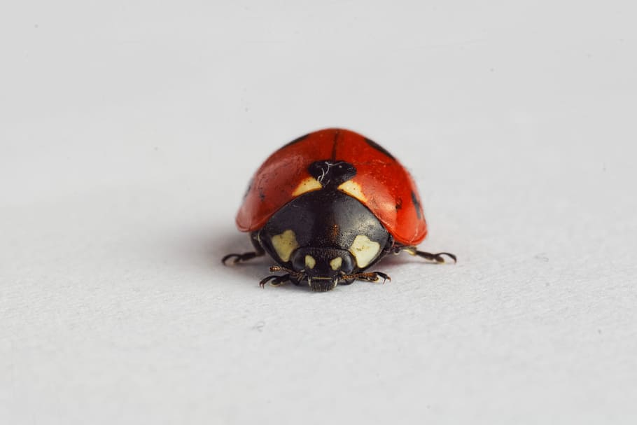 buburuză, Ladybird, insectă, animale tematice, nevertebrat, animal, un animal, a închide, gândac, animale sălbatice, animale în sălbăticie, nici o persoana, roșu, studio shot, fundal alb, selectiv, culoare neagră, culoare alba, lungime totală, zoologie, natură, mic, 2K