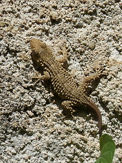 Drachen, Gecko, Eidechse, Textur, Tierwelt, Tiere in freier Wildbahn, ein Tier, Tier, Tierthemen, keine Leute, Reptil, Wirbeltier, High Angle View, Natur, Rock, Nahansicht, texturiert, solide, Rock - Objekt, Tag, draußen, bärtiger Drache, Tierkörperteil, 2K, CC0, gemeinfrei, lizenzfrei