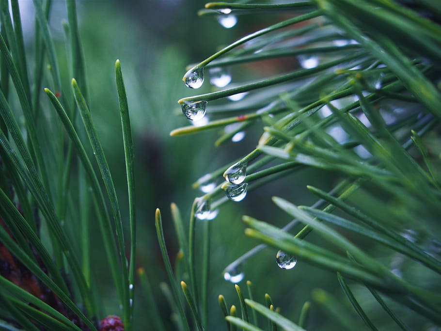 poc profund, focalitzar la fotografia, verd, fulles, planta, aigua, gotes, selectiu, focus, fotografia, rosada, lineal, full, herba, plantes, plovent, gotes de pluja, humit, naturalesa, color verd, tirar, centrar-se en primer pla, a l'aire lliure, primer pla, creixement, cap gent, bellesa a la natura, part de la planta, fulla d'herba, frescor, dia, pluja, gota de pluja, puresa, 4K