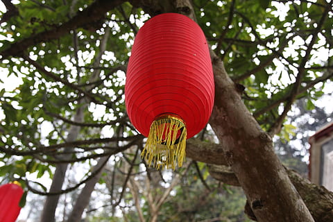 lanterna rossa, sospeso, albero, xinxing, buca del buddismo tibetano, tempio, Inquadratura dal basso, pianta, giorno, nessuno, rosso, concentrarsi sulle conoscenze acquisite, natura, lanterna, decorazione, ramo, tronco d'albero, attrezzatura per l'illuminazione, tronco, all'aperto, celebrazione, crescita, lanterna cinese, Festival, direttamente sotto, 2K, CC0, dominio pubblico, privo di copyright