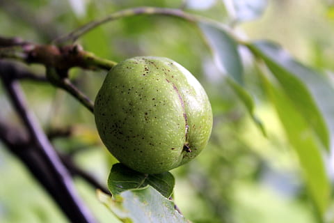 walnut, tree, fruit, green, sad, nature, sprig, closeup, eating, immature, food, food and drink, plant, healthy eating, growth, freshness, green color, focus on foreground, close-up, agriculture, no people, branch, ripe, wellbeing, day, leaf, outdoors, unripe, 2K, CC0, public domain, royalty free