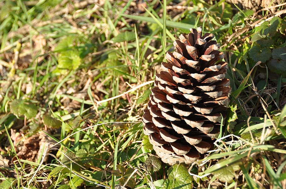 con, pi, verds, bosc, dia, dd, Istanbul, trabzon, gall dindi, naturalesa, gall dindi natural, poble, llum, te, en segon pla, planta, creixement, terra, camp, full, cap gent, part de la planta, bellesa a la natura, color verd, primer pla, llum solar, bolets, vista d’angle alt, pinya de pi, centrar-se en primer pla, fauna animal, enfocament selectiu, patró natural, a l'aire lliure, 2K