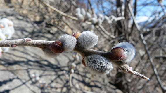 botões, natureza, macro, Primavera, ramo, árvore, plantar, ninguém, inverno, dia, fechar-se, crescimento, focar em primeiro plano, ao ar livre, temperatura fria, foco seletivo, neve, beleza na natureza, galho, tronco, salgueiro, tronco de árvore, suavidade, 4K, CC0, domínio público, royalty free