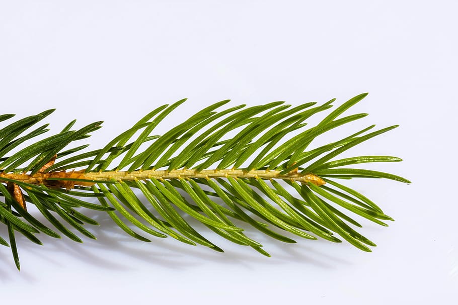 Fichte, Ast, Nadelbaum, Baum, Natur, Grün, Nadelzweig, Kiefernzweig, Weichholz, Motor, spitz, Schatten, Pflanze, grüne Farbe, Studioaufnahme, Kiefer, keine Leute, Essen und Trinken, Nadel - Pflanzenteil, weißer Hintergrund, Lebensmittel, Gras, Blatt, Kraut, Frische, Rosmarin, Nahansicht, drinnen, Palmblatt, Tannenbaum, 5K