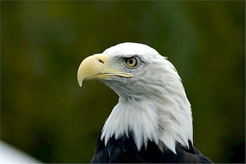 plikas erelis, erelis, plikas, galva, plėšrūnas, paukštis, raptorius, laukinės gamtos, pobūdį, laukiniai, Amerikos, simbolis, snapas, akis, plunksnos, balta, didingas, portretas, padaras, usfws, gyvūnų temos, gyvūnas, vienas gyvūnas, gyvūnams, gyvūnų gyvūnija, stuburiniai, plėšrusis paukštis, gyvūnų kūno dalis, balta spalva, erelis - paukštis, gyvūnų galva, nėra žmonių, Iš arti, plunksna, ieško, profilio rodinys, gyvūnų akis, 1080P, CC0, Viešasis domenas, nemokamai