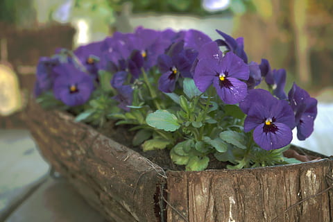 trei fraţi pătaţi, a inflori, Paști, violaceae, inflori, primăvară, floare, plantă, închide, hdr, Violet, prospeţime, natură, nici o persoana, fragilitate, a închide, zi, frumusețe în natură, cap de floare, planta cu flori, vulnerabilitate, petală, inflorescenţă, creştere, lemn - material, să se concentreze asupra primelor elemente, selectiv, parte a plantelor, ghiveci, 5K, CC0, domeniu public, fără drepturi de autor