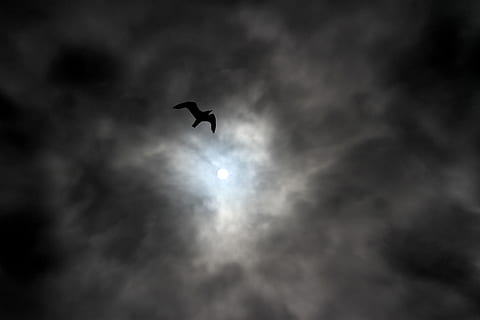 σιλουέτα, Γλάρος, πέταγμα, midair, σκοτάδι, σύννεφα, ημέρα, μαυρα ΣΥΝΝΕΦΑ, ουρανός, σύννεφο, ηρεμία, πουλί, ήλιος, συννεφιασμένος, νοιάζομαι, ακτίνες, σύννεφο - ουρανό, σε εξωτερικό χώρο, χαμηλή οπτική γωνία, ζωικά θέματα, ζώο, άγριας ζωής των ζώων, σπονδυλωτό, ένα ζώο, φεγγάρι, ζώα στη φύση, φτερά, φύση, Νύχτα, μέσου αέρα, χωρίς κόσμο, Πανσέληνος, αστρονομία, σεληνόφωτο, 5K, CC0, δημόσιος τομέαςα, χωρίς δικαιώματαe