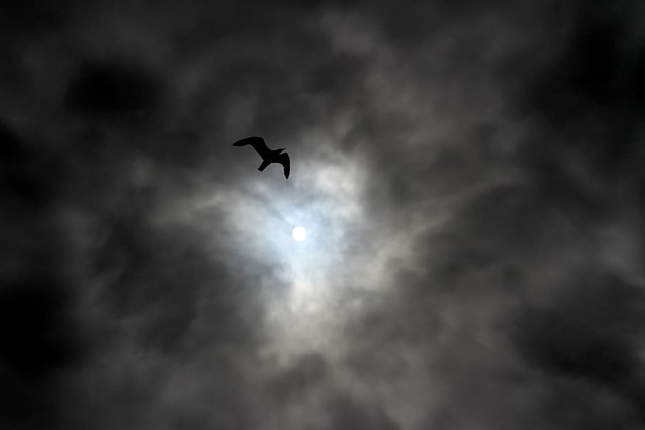 σιλουέτα, Γλάρος, πέταγμα, midair, σκοτάδι, σύννεφα, ημέρα, μαυρα ΣΥΝΝΕΦΑ, ουρανός, σύννεφο, ηρεμία, πουλί, ήλιος, συννεφιασμένος, νοιάζομαι, ακτίνες, σύννεφο - ουρανό, σε εξωτερικό χώρο, χαμηλή οπτική γωνία, ζωικά θέματα, ζώο, άγριας ζωής των ζώων, σπονδυλωτό, ένα ζώο, φεγγάρι, ζώα στη φύση, φτερά, φύση, Νύχτα, μέσου αέρα, χωρίς κόσμο, Πανσέληνος, αστρονομία, σεληνόφωτο, 5K