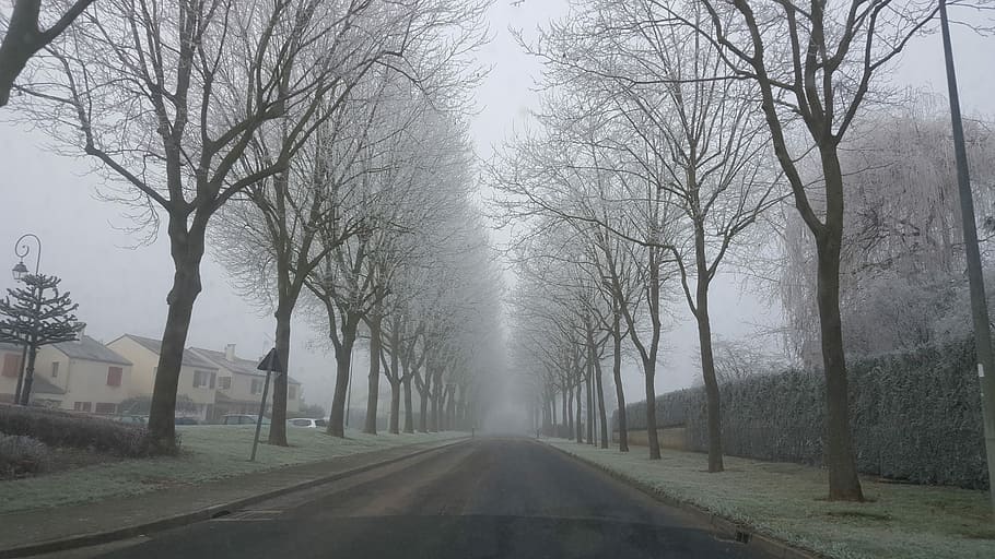 frost, vinter, kold, sne, gel, træer, hoar frost, landskab, vinterlandskab, tåge, vejr, faldende perspektiv, vejen frem, bare træ, træ, retning, plante, vej, transportmidler, natur, forsvindingspunkt, dag, ingen mennesker, himmel, treelined, by, kold temperatur, tom vej, udendørs, 5K