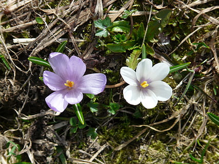 croco primaverile, bianca, croco, blu, viola, fiori, fiorire, fioritura, croco vernus, zafferano primaverile, croco alpino, prato di montagna, tossico, natura, fiore, pianta, primavera, petalo, avvicinamento, bellezza nella natura, all'aperto, colore verde, erba, testa di fiore, Colore bianco, vista dall'alto, giorno, fragilità, pianta fiorita, freschezza, vulnerabilità, crescita, infiorescenza, terra, campo, nessuno, polline, 2K, CC0, dominio pubblico, privo di copyright