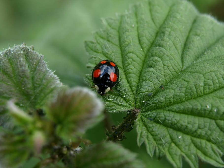 escarabat punt vermell, escarabat, insecte, tancar, naturalesa, marieta, full, planta, primer pla, color verd, macro, estiu, animal, invertebrat, temes d'animals, animals a la natura, fauna animal, part de la planta, un animal, enfocament selectiu, creixement, dia, cap gent, bellesa a la natura, a l'aire lliure, petit, 2K