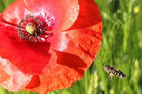 hoverfly, böcek, sinek, çiçek, yaklaşım, Çiçek açmak, alan, makro, kapat, kanat, Haşhaş, Gelincik çiçeği, tozlaşma, kırmızı, doğa, bal arısı, yaz, polen, bitki, kapatmak, yeşil renk, taçyaprağı, bahar, tek çiçek, açık havada, tarım, çiçekli bitki, tazelik, hayvan yaban hayatı, kırılganlık, hayvan temaları, hayvan, Güvenlik açığı, doğada güzellik, çiçek kafa, vahşi hayvanlar, omurgasız, çiçeklenme, büyüme, insansız, hayvan kanadı, 2K, CC0, kamu malı, telif ücretsiz