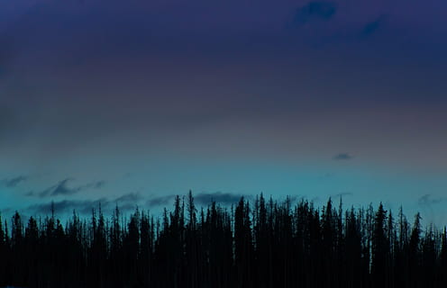 krajinářské fotografie, silueta stromy, borovice, strom, les, rostlin, Příroda, temný, mrak, nebe, silueta, klid, scén, klidné scény, krajina, scenics - příroda, rostlina, krása v přírodě, nikdo, mimoměstské scény, růst, mrak - nebe, přistát, modrý, soumrak, idylický, noc, životní prostředí, jehličnatého stromu, 4K, CC0, veřejná doména, bez autorských práv