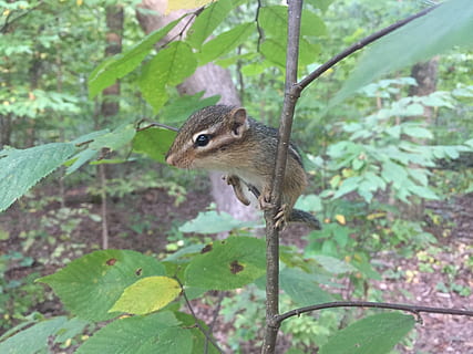 tamia, arbre, forêt, rongeur, petit animal, chippy, animal, mammifère, petit rongeur, tamia mignon, animal mignon, mignon petit animal, animal dans l'arbre, un animal, animaux à l'état sauvage, thèmes animaux, personne, journée, la faune des animaux, plante, partie de la plante, vertébré, feuille, la nature, se concentrer sur le premier plan, écureuil, fermer, couleur verte, croissance, en plein air, 2K, CC0, domaine public, libre de droits