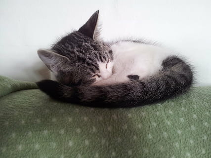 gatto, gattino, caro, domestico, mammifero, temi animali, animale, animali domestici, un animale, rilassamento, gatto domestico, vertebrato, in casa, felino, addormentato, avvicinamento, riposo, sdraiarsi, nessuno, occhi chiusi, parte del corpo animale, baffo, testa di animale, piccolo, napping, 2K, CC0, dominio pubblico, privo di copyright