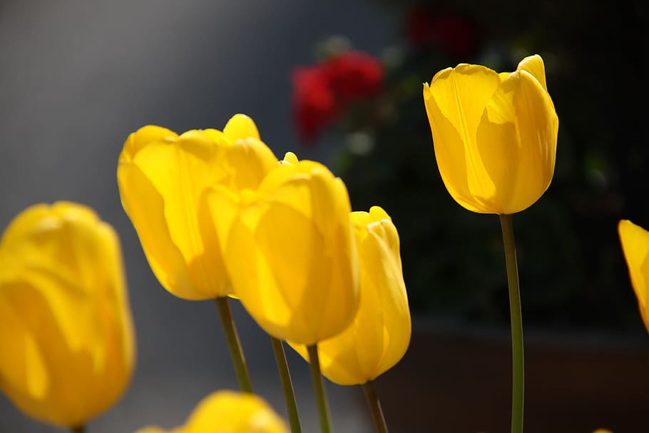 tulp, bloemen, de lente, geel, fabriek, bloem, breekbaarheid, schoonheid in de natuur, versheid, kwetsbaarheid, bloeiende plant, detailopname, natuur, bloemhoofd, bloeiwijze, bloemblad, groei, geen mensen, focus op de voorgrond, buitenshuis, levendige kleuren, plant stengel, zachtheid, 4K