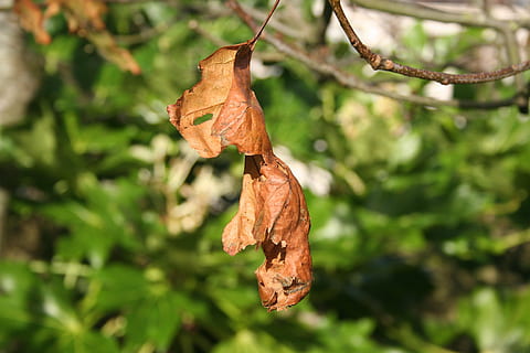 mort frunze, vechi, frunze, maro, toamnă, în aer liber, grădină, luminos, natură, sezon, cădea, plantă, copac, octombrie, să se concentreze asupra primelor elemente, parte a plantelor, uscat, zi, Schimbare, nici o persoana, a închide, ramură, culoare portocalie, frumusețe în natură, liniște, fragilitate, lăsând, starea naturala, 2K, CC0, domeniu public, fără drepturi de autor