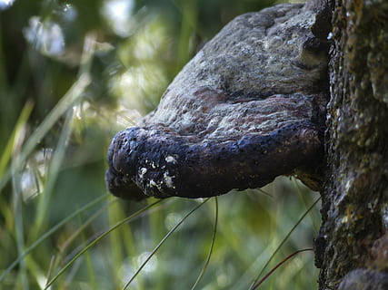 fong, arbre, monyó, primer pla, bolets silvestres, naturalesa, bosc, planta, centrar-se en primer pla, creixement, cap gent, dia, a l'aire lliure, enfocament selectiu, tronc de l'arbre, tronc, terra, textura, herba, bellesa a la natura, tranquil·litat, aigua, color verd, 4K, CC0, domini públic, lliure de regalies