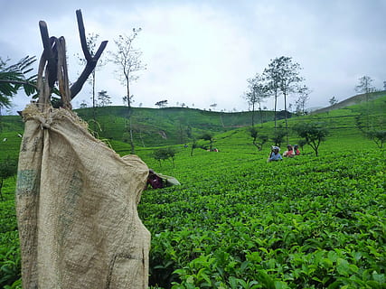 gruppe, folk landbrug, dagtimerne, sri lanka, Ceylon, te, felter, tamiler, landbrug, natur, Asien, gård, landlige scene, plante, jord, grøn farve, Mark, vækst, træ, himmel, landskab, dag, skønhed i naturen, sky - himmel, miljø, scenics - natur, rigtige mennesker, ro, rolig scene, udendørs, landmand, 4K, CC0, offentligt domæne, royaltyfrie