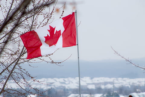 flag of canada, flag, canada, red, white, canadian, winter, tree, patriotism, nature, plant, focus on foreground, leaf, day, branch, no people, low angle view, sky, maple leaf, outdoors, bare tree, beauty in nature, wind, 4K, CC0, public domain, royalty free