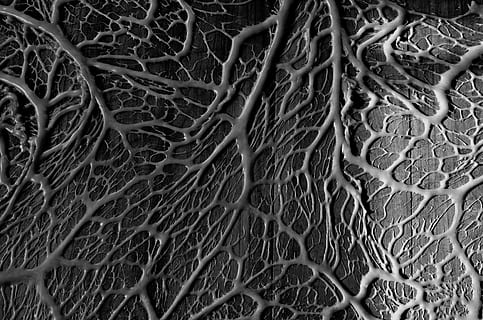 gray, black, vein, abstract, artwork, black and white, material, sample, structure, minimal, pattern, backgrounds, full frame, no people, close-up, complexity, fishing net, textile, indoors, day, high angle view, fishing industry, textured, magnification, root, still life, nature, tangled, 4K, CC0, public domain, royalty free