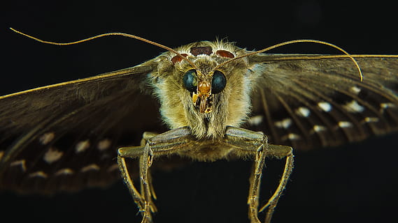 Marrone, nero, falena, avvicinamento, fotografia, falena nera, da vicino la fotografia, farfalla, insetto, un animale, fauna selvatica, temi animali, vista frontale, nessuno, notte, animale, parte del corpo animale, sfondo nero, animali allo stato selvatico, ritratto, arrabbiato, guardando la fotocamera, aggressione, invertebrato, mammifero, scienza, vertebrato, testa di animale, bocca animale, bocca aperta, 4K, CC0, dominio pubblico, privo di copyright