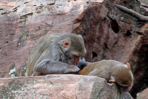 mico, desfer, babuí, primat, primats, tiergarten, zoo, fauna animal, temes d'animals, animal, mamífer, animals a la natura, grup d’animals, rock, rock - object, sòlid, vertebrats, animal jove, cap gent, dos animals, dia, relaxació, naturalesa, formació de roca, família d’animals, a l'aire lliure, 5K, CC0, domini públic, lliure de regalies