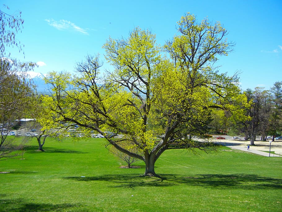 arbre, printemps, vert printanier, la nature, arbre, printemps, vert, herbe, couleur verte, paysage, en plein air, plante, ciel, tranquillité, beauté dans la nature, scène tranquille, croissance, paysages - nature, parc, journée, champ, lumière du soleil, ombre, terre, personne, 4K