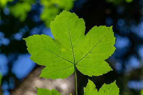 folha, bordo, montanha-maple, verde, estrutura, parte da planta, plantar, fechar-se, focar em primeiro plano, cor verde, natureza, crescimento, dia, ninguém, beleza na natureza, veia da folha, ao ar livre, árvore, outono, luz solar, padrão natural, foco seletivo, cor vibrante, folha de Carvalho, sai, 5K, CC0, domínio público, royalty free