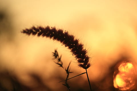 posta de sol, tarda, cel, paisatge, naturalesa, viatjar, groc, silueta, cel del capvespre, pacífica, planta, cap gent, enfocament selectiu, bellesa a la natura, creixement, tranquil·litat, primer pla, centrar-se en primer pla, núvol - cel, a l'aire lliure, retroil·luminat, escenics - natura, llum solar, flor, vespre, vulnerabilitat, frescor, 2K, CC0, domini públic, lliure de regalies