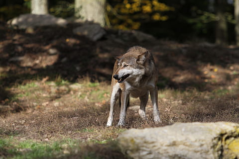 marró, blanc, llop, de peu, herba, arbre, durant el dia, timberwolf, depredador, Canadà, fotografia de fauna salvatge, paquets d'animals, scheu, en perill d’extinció, carnívors, mamífer, fauna animal, animals a la natura, un animal, cap gent, vertebrats, longitud completa, dia, naturalesa, a l'aire lliure, terra, enfocament selectiu, supervivència, caça d’animals, caminar, corrent, 5K, CC0, domini públic, lliure de regalies
