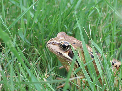 crapaud, la grenouille, herbe, vert, plante, animal, vertébré, un animal, la faune des animaux, couleur verte, animaux à l'état sauvage, thèmes animaux, amphibie, reptile, la nature, journée, personne, mise au point sélective, croissance, champ, terre, fermer, tête d'animal, brin d'herbe, oeil d'animal, 2K, CC0, domaine public, libre de droits