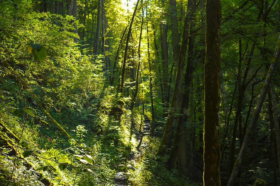 foresta, luce, alberi, mistico, umore, raggio di luce, sole, natura, allagato, foglia, ombra, raggio di sole, pianta, illuminazione, verde, felce, Wutach, gola del wutach, flora, le foglie, albero, terra, la tranquillità, bellezza nella natura, bosco, crescita, colore verde, scena tranquilla, scenics - natura, luce del sole, scena non urbana, nessuno, tronco d'albero, tronco, fogliame lussureggiante, giorno, idilliaco, bambù - pianta, all'aperto, foresta pluviale, pista, 5K