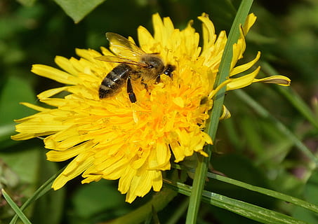ape, dente di leone, giallo, primavera, verde, Ali, Marrone, pianta fiorita, fiore, insetto, temi animali, invertebrato, animale, bellezza nella natura, fauna selvatica, animali allo stato selvatico, fragilità, pianta, petalo, vulnerabilità, testa di fiore, un animale, avvicinamento, freschezza, crescita, impollinazione, polline, nessuno, all'aperto, 2K, CC0, dominio pubblico, privo di copyright