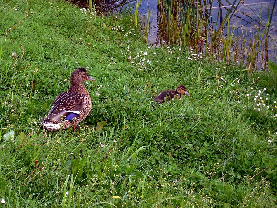 anatra, pulcini, anatre, piccolo, lanugine, famiglia di anatre, anatra madre, stagno, uccello, carina, giovane uccello, giovani animali, erba, temi animali, animali allo stato selvatico, un animale, colore verde, vertebrato, pianta, animale, fauna selvatica, terra, gruppo di animali, campo, natura, crescita, giorno, pollame, nessuno, due animali, all'aperto, famiglia di animali, 2K