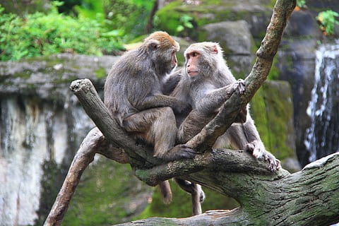 ape, dyrehage, høy, stamme, dobbelt, kjære, kompanjong, dyr i naturen, dyreliv, dyr, dyre temaer, tre, primat, pattedyr, gruppe dyr, to dyr, dag, fokusere på forgrunnen, anlegg, virveldyr, ingen folk, sitter, natur, ungt dyr, skog, samvær, utendørs, dyrfamilie, 2K, CC0, offentlig domene, opphavsrett gratis