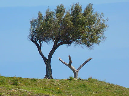 verde, copac, albastru, cer, timpul zilei, măslin, vânt, strâmb, plantă, iarbă, natură, mediu inconjurator, zi, creştere, scenice - natura, camp, teren, peisaj, liniște, cer senin, nici o persoana, trunchi de copac, Culoarea verde, trompă, în aer liber, animal, semi-arid, 4K, CC0, domeniu public, fără drepturi de autor