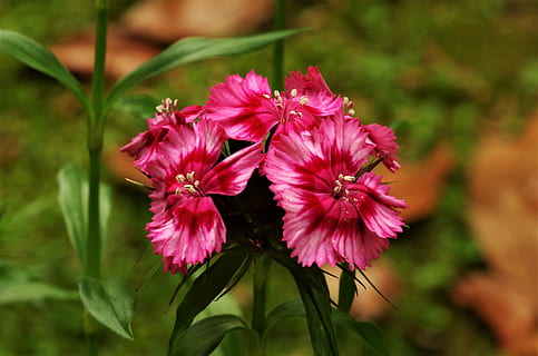 flori, garoafe, floare, planta cu flori, fragilitate, vulnerabilitate, prospeţime, plantă, frumusețe în natură, petală, a închide, cap de floare, inflorescenţă, să se concentreze asupra primelor elemente, creştere, culoarea roz, natură, zi, nici o persoana, parte a plantelor, în aer liber, frunze, polen, 2K, CC0, domeniu public, fără drepturi de autor